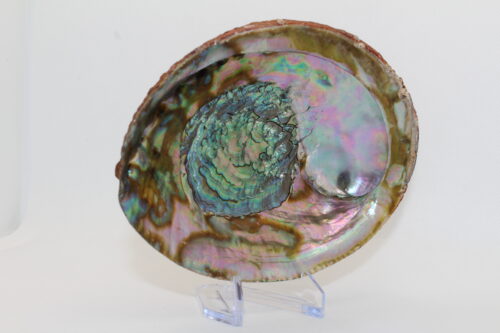 Abalone Shell